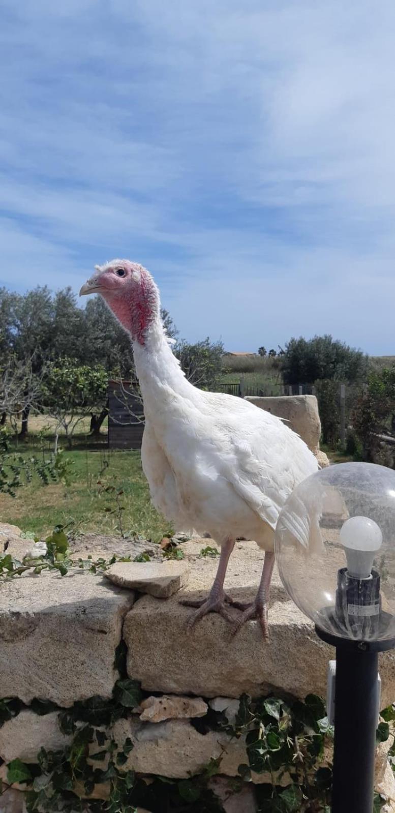 Casa Le Gebbie Villa Marzamemi Luaran gambar